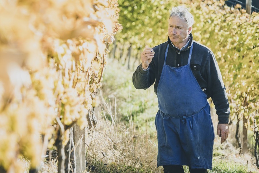 Tasting the vines befor harvesting