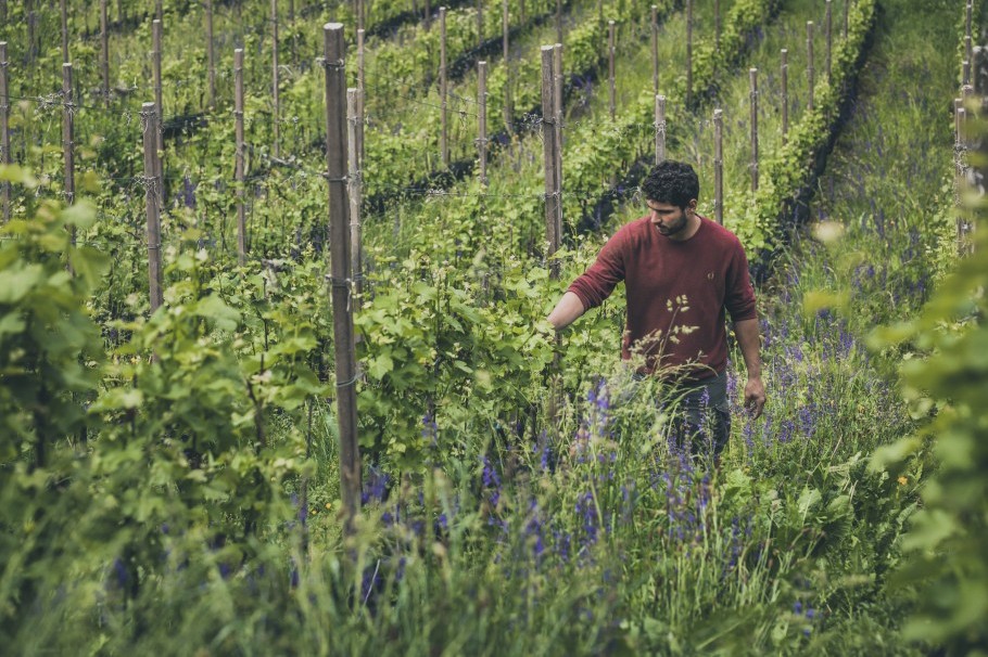 Vineyard in Fiè South Tyrol