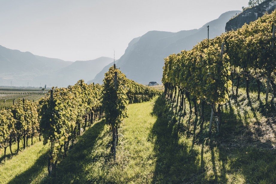 Vineyard in Cortaccia South Tyrol