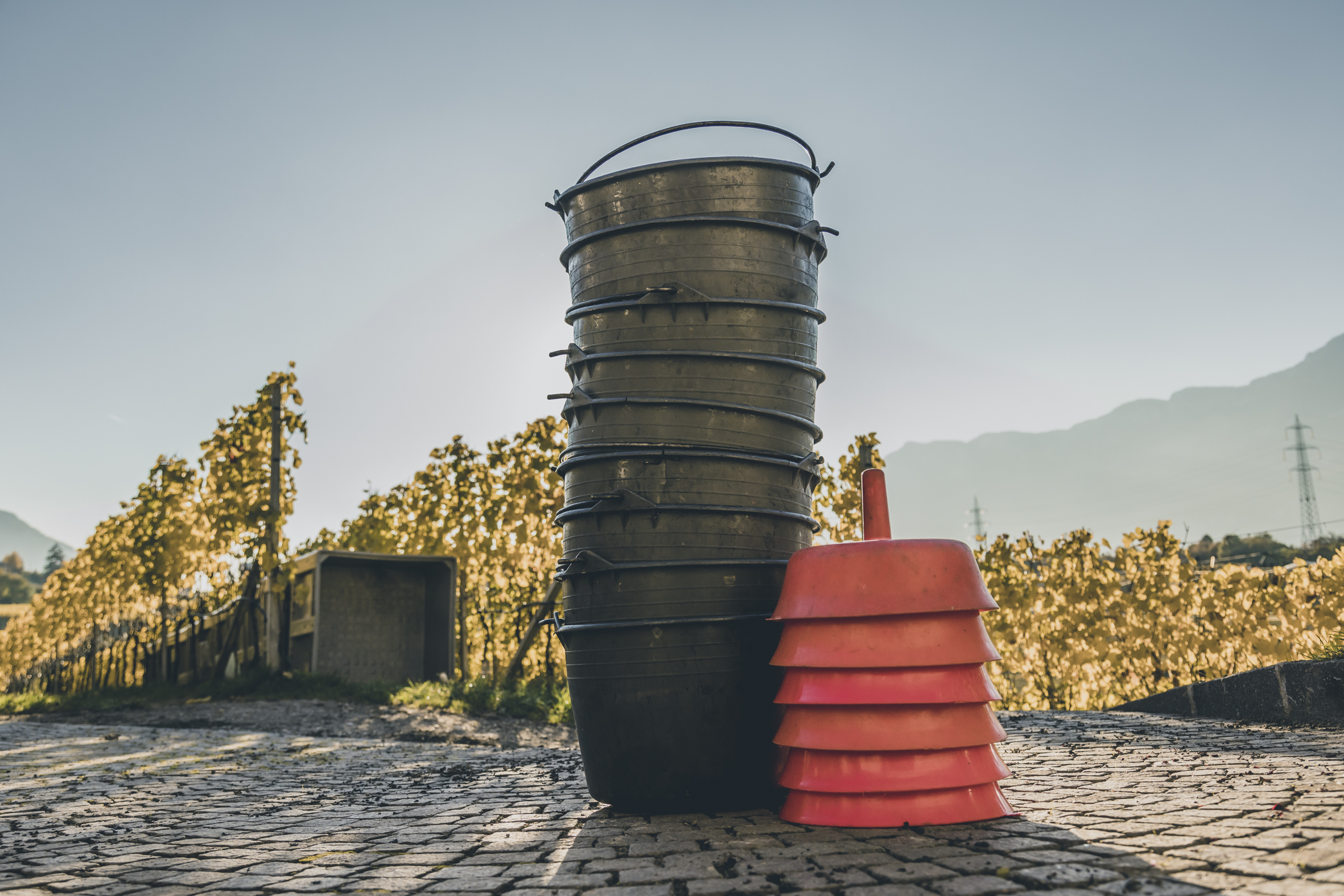 Wine harvest container