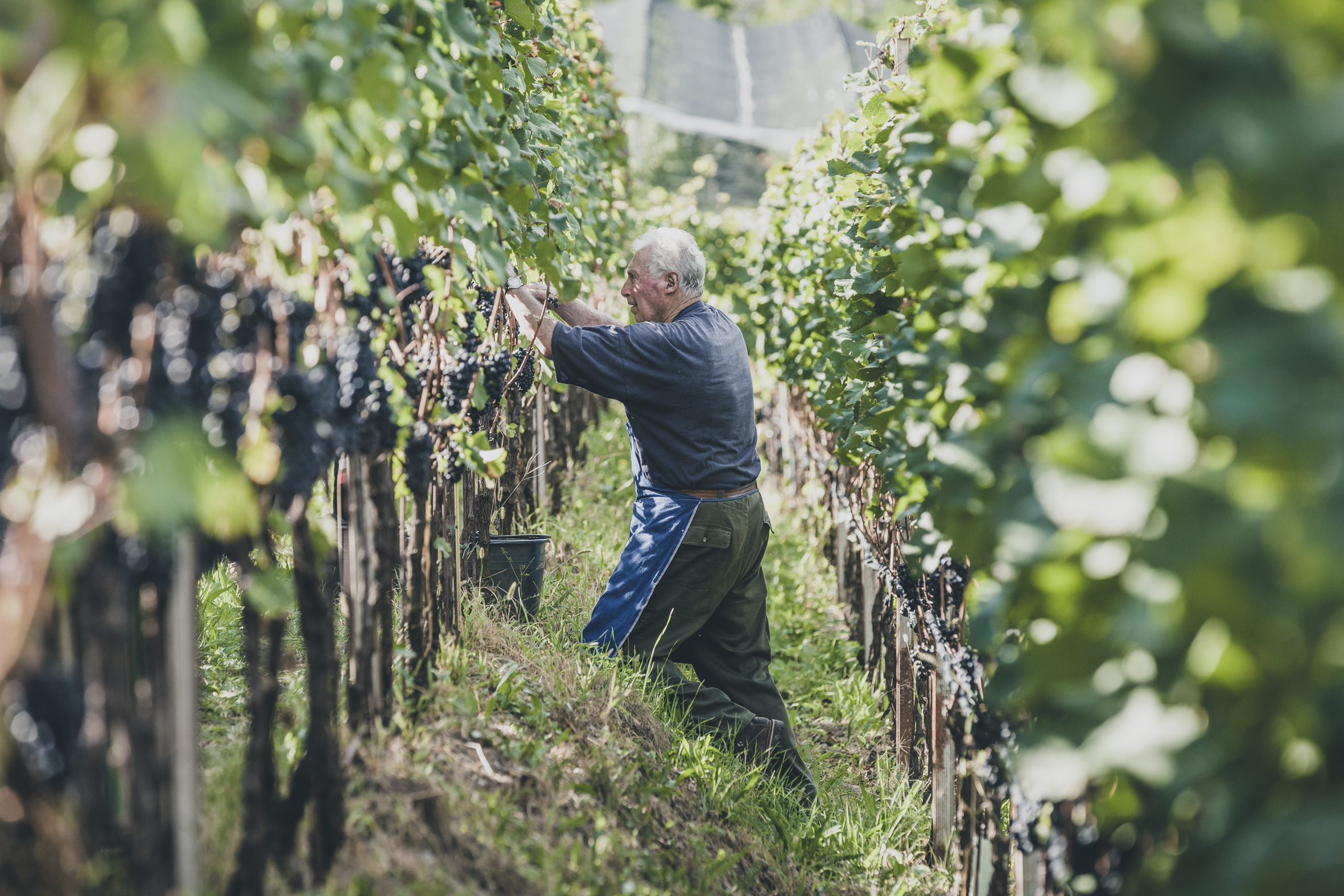 Raccolta del vino Alto Adige 2016