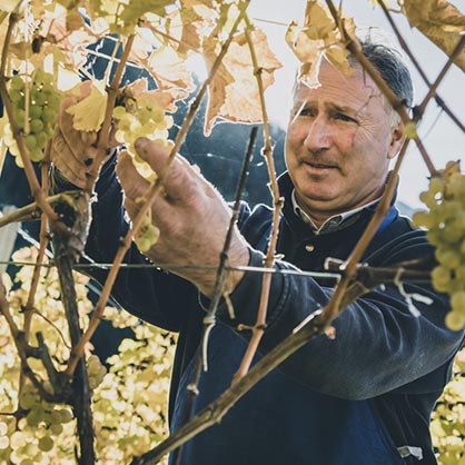 Klaus Pfitscher raccolta vino