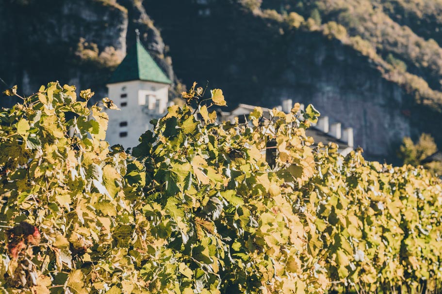 Vineyard in Ora South Tyrol