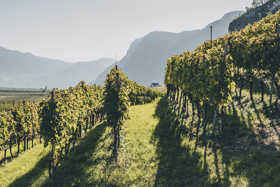 Weingut in Kurtatsch