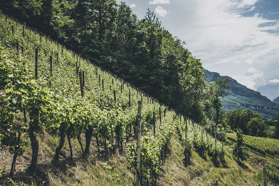 Vineyard in Montagna South Tyrol