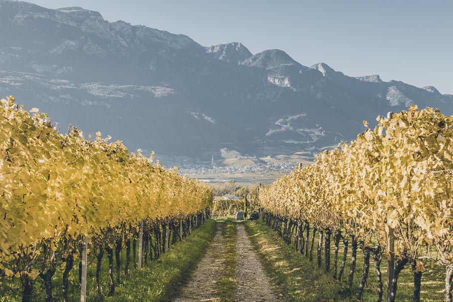 Vineyard in Egna South Tyrol