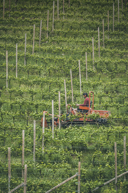 Pfitscher Weingut Raupenfahrzeug