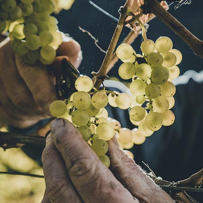 Bunch of grapes and hand